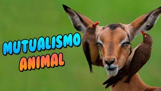 ANIMAL SPECIES that HELP each other (MUTUALISM)