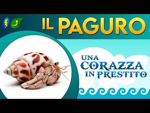 The Hermit Crab: A Borrowed Armor ⚡