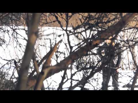 Zebra and Snake - Now and Forever (Official Video)