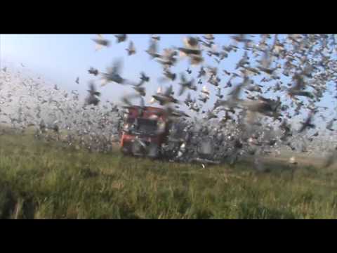 Homing Pigeons - The Life of a Champion