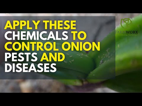 Bulb Onions Farming In Kenya Best Onion Fertilization Schedule 2025