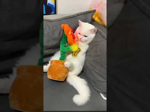 When your cat is not interested with playing toys||#shorts