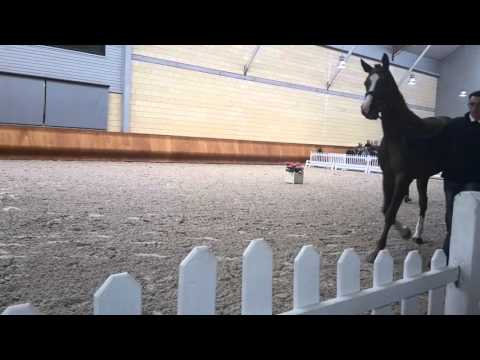 Fohlen von Borsalino auf der Hengstschau des Fohlenhofes Haßloch am 16.04.2016 Teil 1