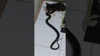 Download lagu KUCING KECIL VS ULAR COBRA mp3 Download lagu KUCING KECIL VS ULAR COBRA mp3