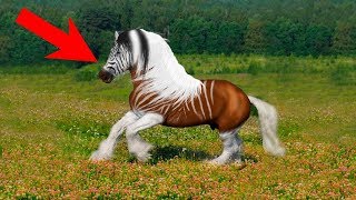 10 Animals People Forced Into EXTINCTION!