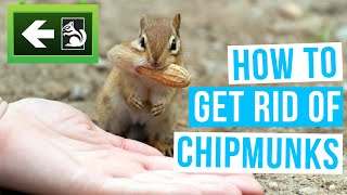 How to GET RID OF CHIPMUNKS | Learn the bucket method