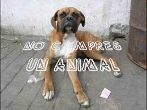 Videoclip de Insensibilidad — Ska-P