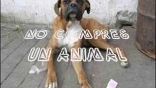 Ska-p - Insensibilidad