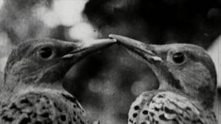 My Bird Has Many Voices Music Video