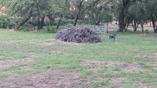 Video preview image #1 German Shorthaired Pointer Puppy For Sale in Menlo Park, CA, USA