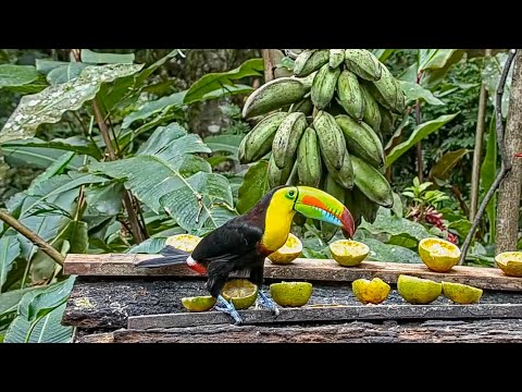 Keel-billed Toucan Checks For Banana Ripeness On The Panama Fruit Feeder – Feb. 1, 2021
