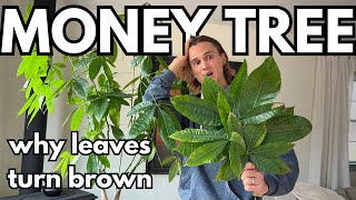 5 Reasons your MONEY TREE Leaves Turn Brown & Fall Off
