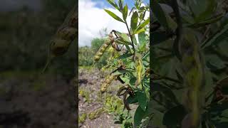 Download lagu kacang gude#alamliar #berkebun #kacanggude#shorts #kacangkacangan mp3