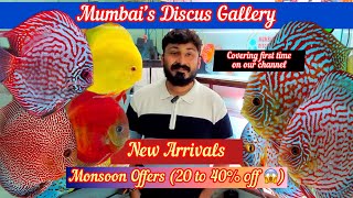 Monsoon Discount Offer on Discus Fishes at Mumbai Discus Gallery