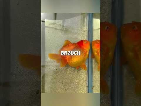 Ta złota rybka CIERPIAŁA na wodobrzusze 🐟♥️#shorts
