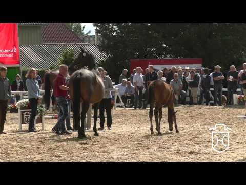 Holsteiner Fohlenchampionat 2015   Nordfriesland   Siegerstutenring