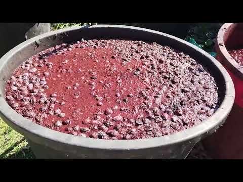 Pecenje rakije Budjanovci 10102024