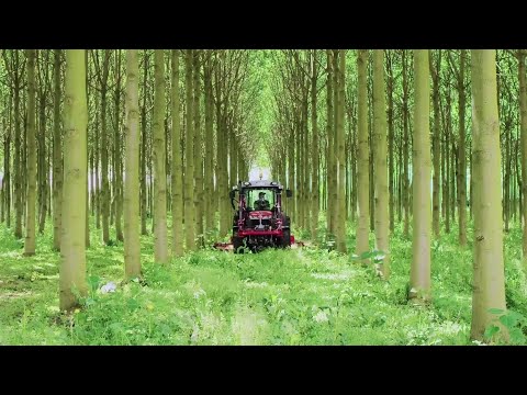 The Life Cycle of Paulownia | Modern Agriculture Planting and Harvesting Paulownia Trees