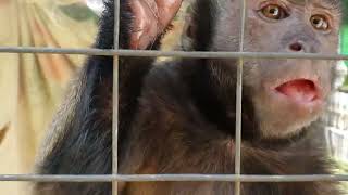 more updates at the monkey daycare side