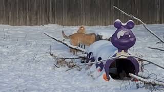 Video preview image #1 Mutt Puppy For Sale in Sebec, ME, USA