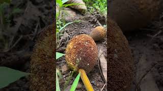 Exploring the jungle with my two buddies.