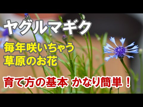 ヤグルマソウ 植物