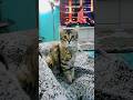funny cats 😂 episode 281 #shorts