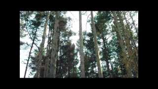 Klaus Schulze & Lisa Gerrard - Part Of Liquid (Lights&Trees - my homemade videotheme)