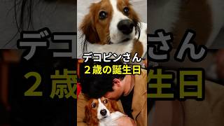 大谷翔平の愛犬デコピン、２歳の誕生日が話題 #shorts #ドジャース #大谷翔平#山本由伸#佐々木朗希#デコピン