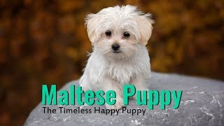 Maltese - Complete Guide For Maltese Dog Owners
