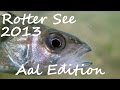 Diving - Rotter See 2013 - Aal Edition - Muräne im Rotter See - Europa, Rottersee - 53840 Troisdorf, Deutschland, Nordrhein-Westfalen