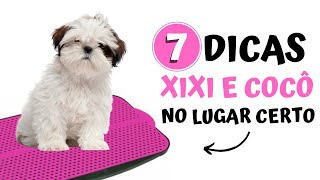 Como ensinar o Shih tzu a fazer XIXI E COCÔ NO LUGAR CERTO? | 7 Dicas passo a passo