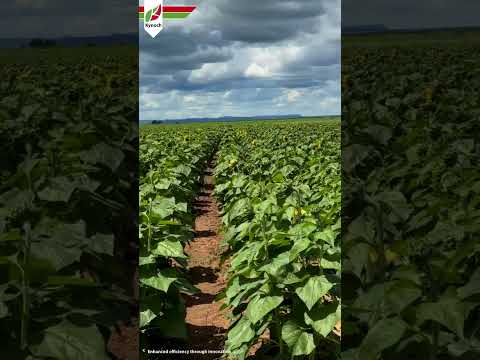 Phakoe Farm’s Success | Precision Agriculture & Passion for Farming