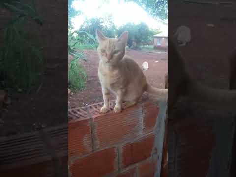 misiones y su naturaleza #argentina #eldorado misiones