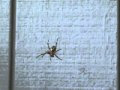 Spider Yelling 1.MPG