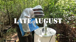 Late August | #colesfarmnc #jacksonvillenc #beekeeping