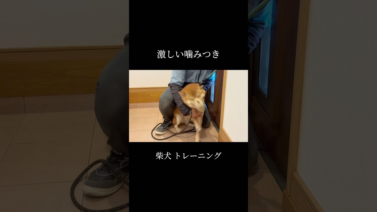 犬を守る為のトレーニング🐾 #doglibre #柴犬 #本気噛み #噛み癖 #犬のしつけ #ドッグトレーニング