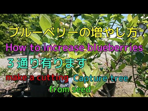 ブルーベリーを増やす:1つからたくさん作ろう!