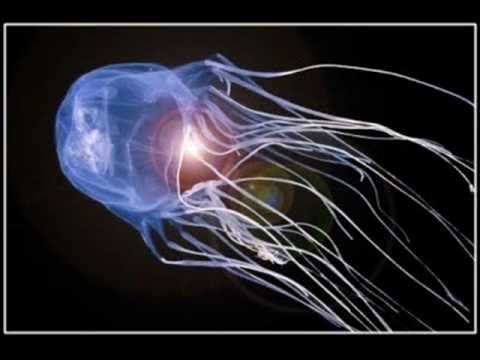 Leonard Jones, Evandro Fabian & Heloísa Rosa : Criador do Universo (Creator of Universe)