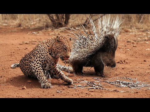 He Thought It Was Easy—Porcupine Turned Him Into a Pincushion