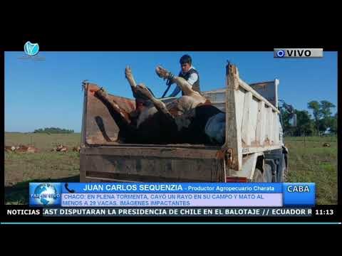 UNA CENTELLA MATÓ A 31 VACAS EN CHARATA, CHACO