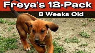 Video preview image #11  Breeder Profile in FRESNO, CA, USA