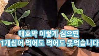 애호박 이렇게 심으면 먹어도 먹어도 다 못먹습니다 미니방단호박,보우짱,마디호박 호박재배방법