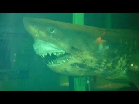 The Dark Truth Behind Rosie The Abandoned Great White Shark