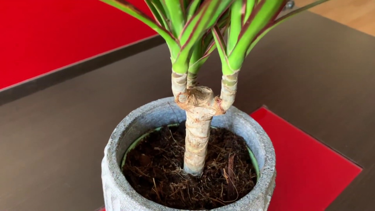 Watch Cuidados Dracaena Marginata ¡Así cuido la mía! Now Cuidados Dracaena Marginata ¡Así cuido la mía!