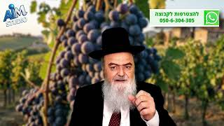 באיזה אופן מותר לחתוך ענבים בשבת? הלכה יומית מפי הגאון הרב אהרון בוטבול - כ"ב טבת התשפ"ו (הרב אהרון בוטבול) - התמונה מוצגת ישירות מתוך אתר האינטרנט יוטיוב. זכויות היוצרים בתמונה שייכות ליוצרה. קישור קרדיט למקור התוכן נמצא בתוך דף הסרטון