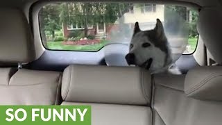 Husky&#39;s priceless protest while recovering from anesthesia