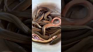 Download lagu The rice eels, Recently from field#fishing #eel #trap #shorts #subscribe mp3 Download lagu The rice eels, Recently from field#fishing #eel #trap #shorts #subscribe mp3