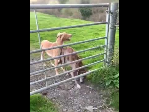 Conhece o incrível cachorro helicóptero? Clique e veja o vídeo