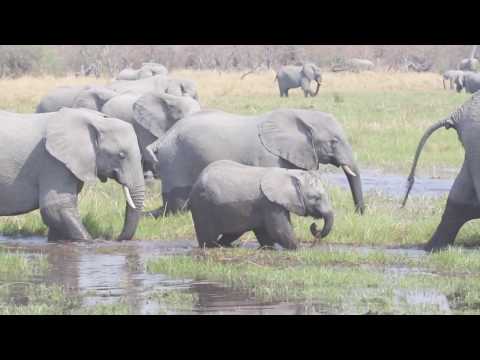 Empowering communities to coexist with elephants